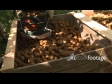 Kiwifruit Into Bin 2 2790